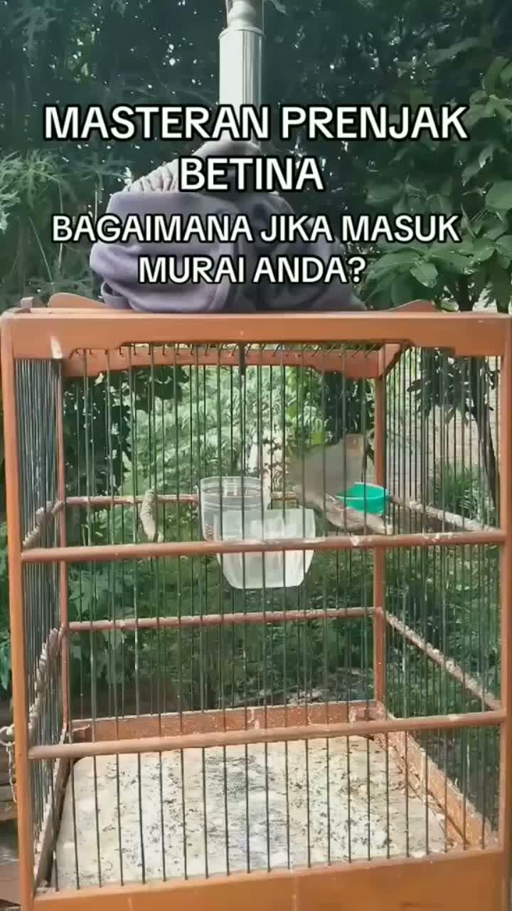  #HOTrctiplus  #RCTIPlus 