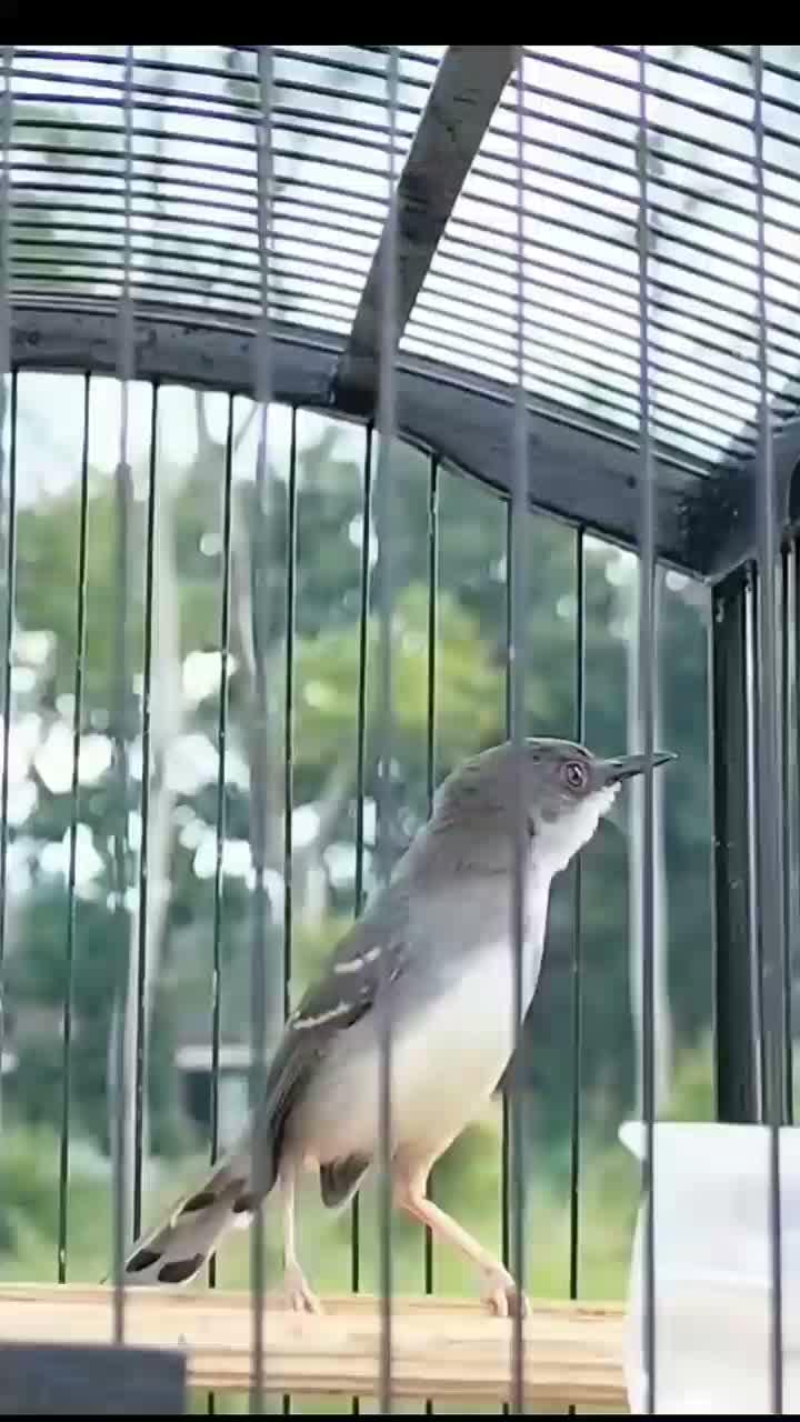 lincah sekali  #HOTrctiplus  #RCTIPlus  #duniaburung 