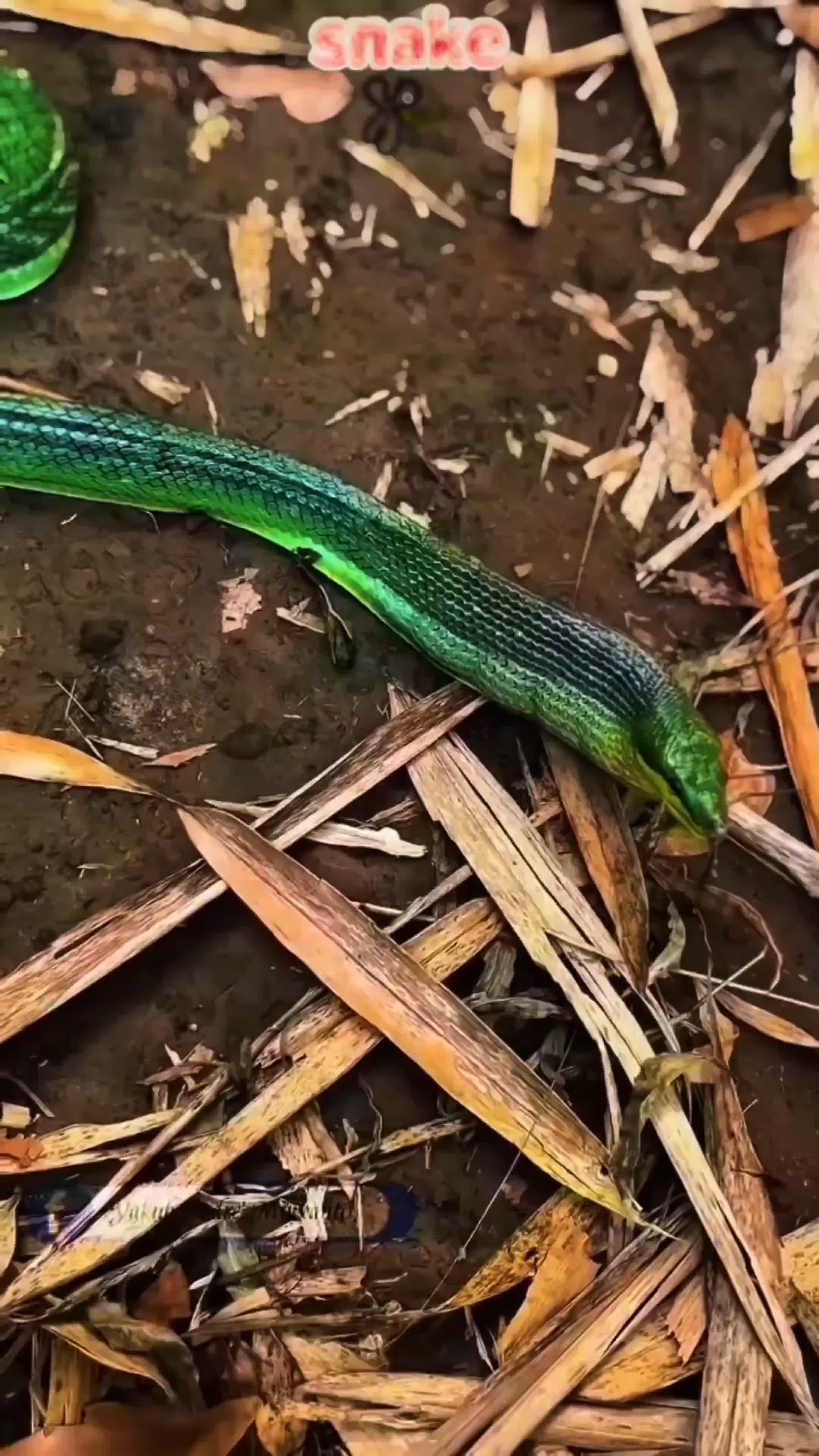 you kidding me #RCTIPlus 