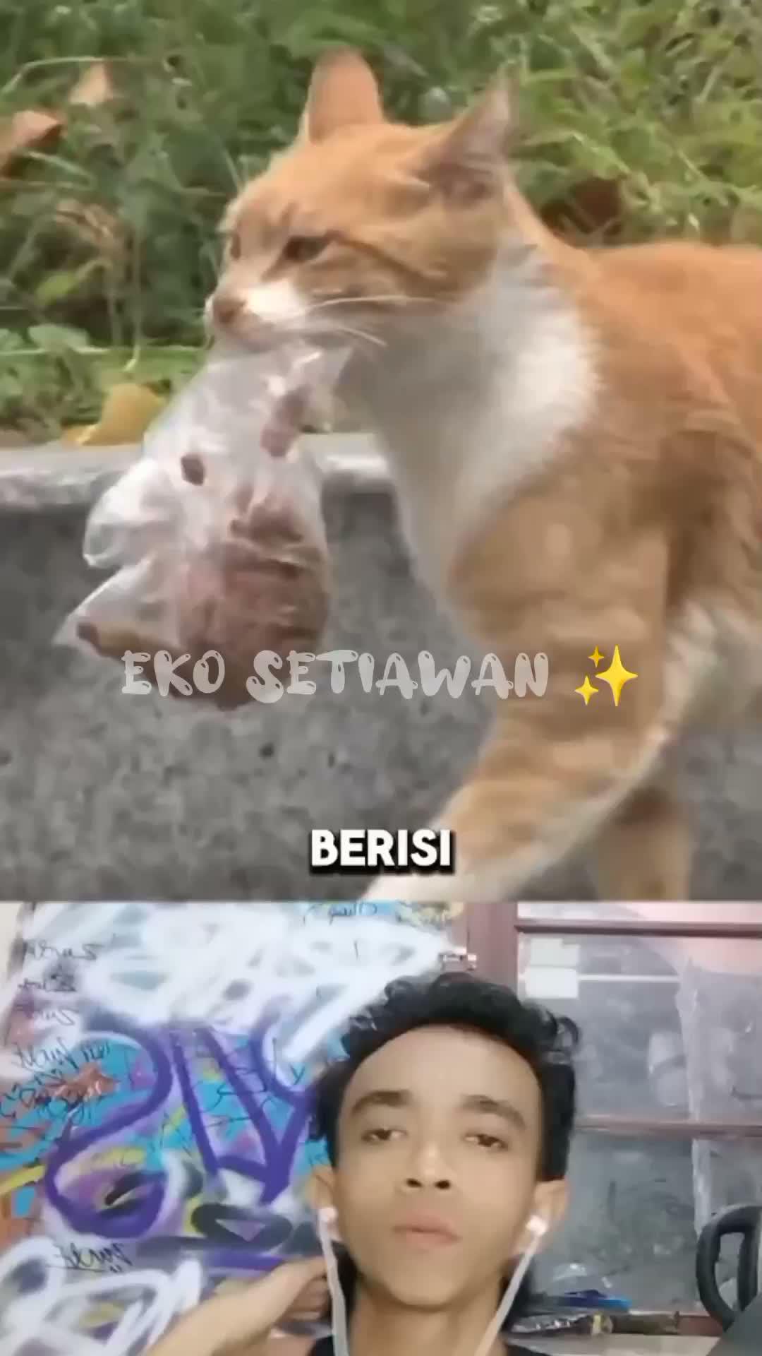 kucing ini selalu membawa kantong plastik yang berisi makanan untuk keluarga nya 🥺🥰