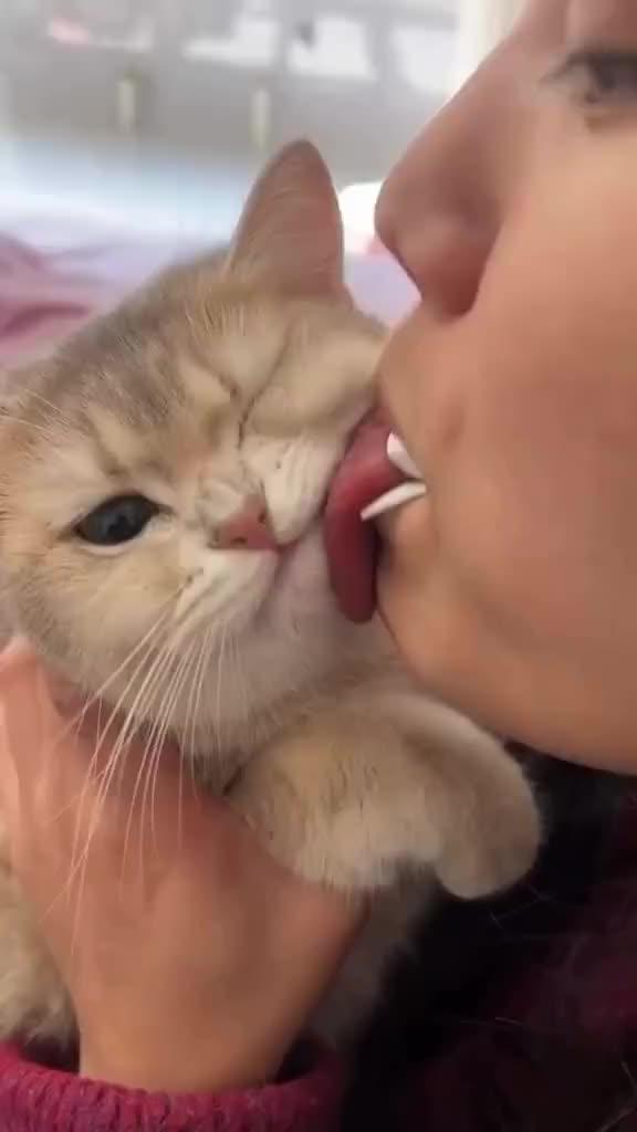 bikin romantis
#HOTrctiplus #shortplus #kucingoyen #duniakucing