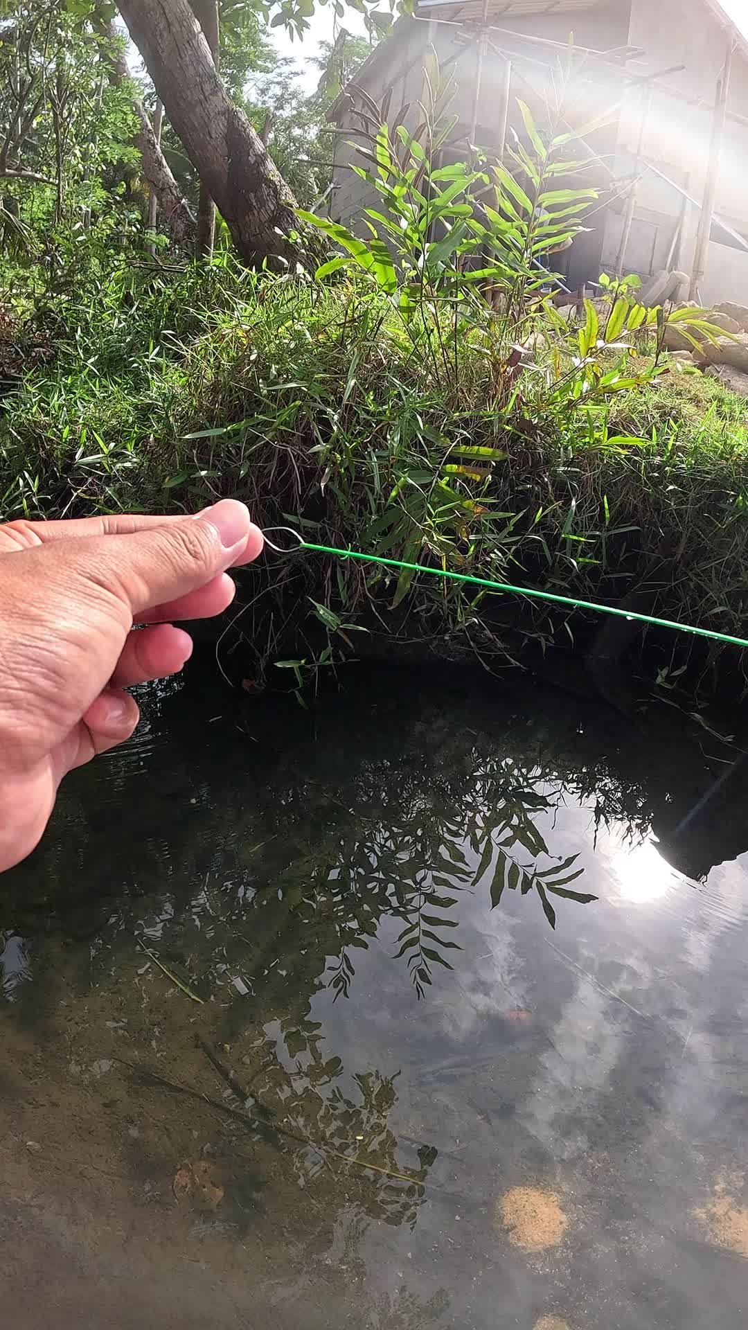 udang ini sulit banget ditangkapnya 