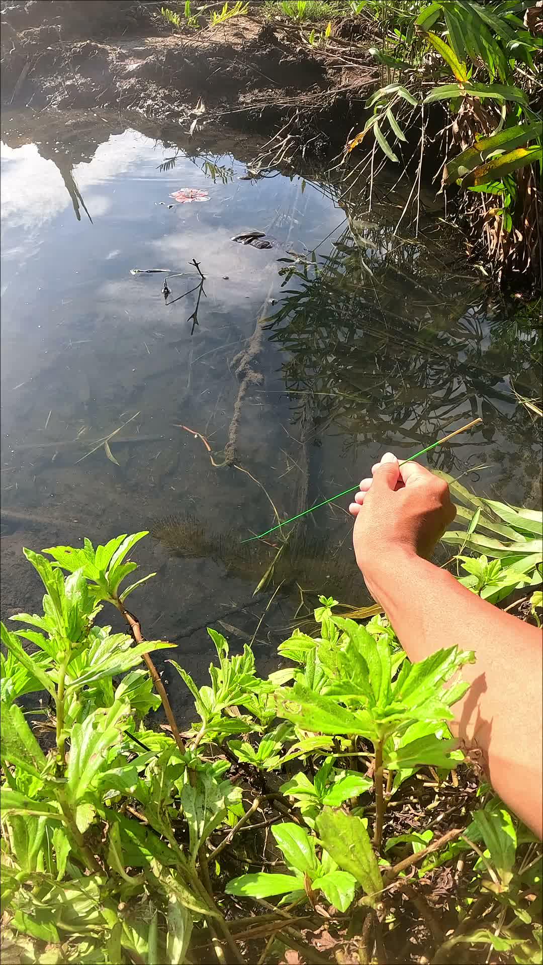 lots of shrimp hiding #fishing #traditional #usa #usareels #UnitedStates #unitedkingdom #denmark #canada