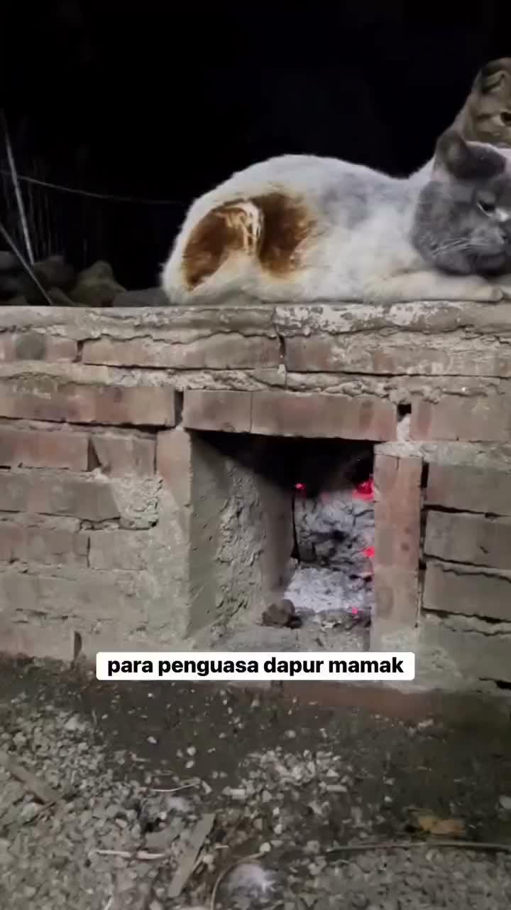 kucing gosong
#HOTrctiplus #shortplus #kucingoyen #duniakucing