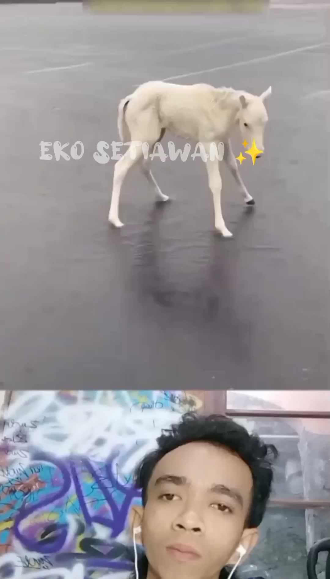 kuda putih kecil ini tiba tiba jatuh karena kelelahan 😱🥺