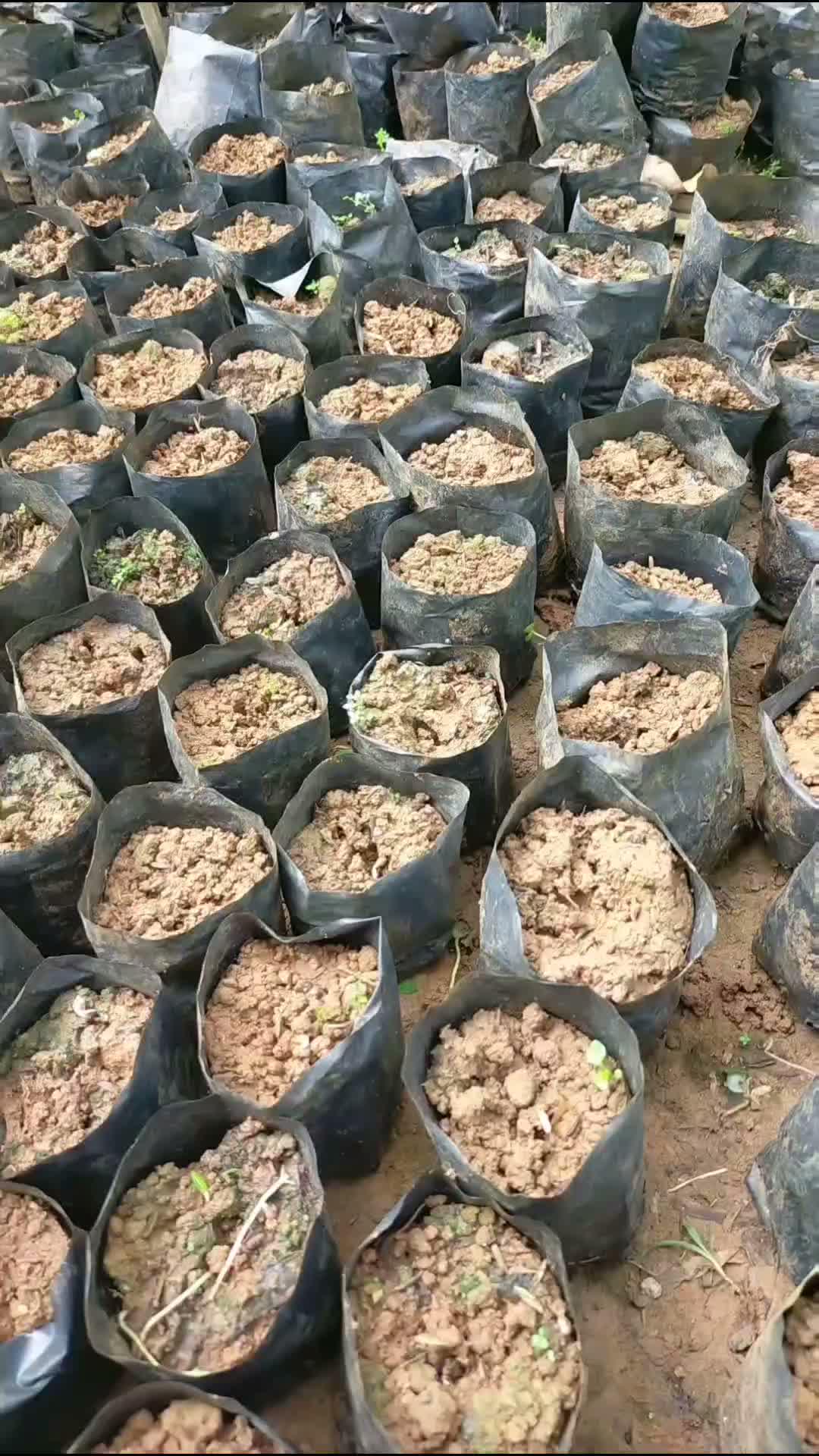 polibag yang sudah diisi tanah