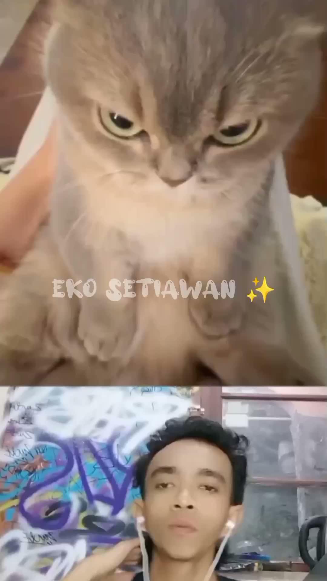 ekspresi si kucing ketika ngambek 🤣