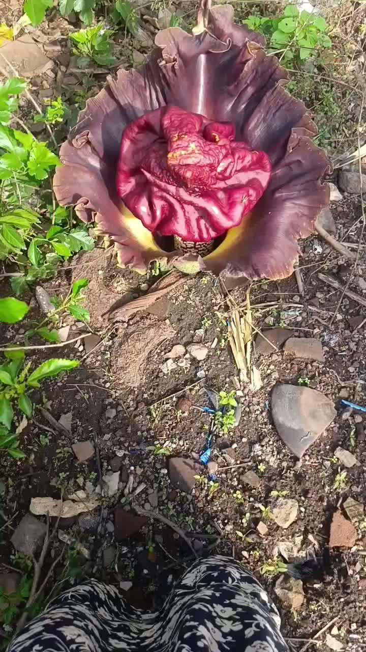 bunga langka #sorotanpublik  #bunga 