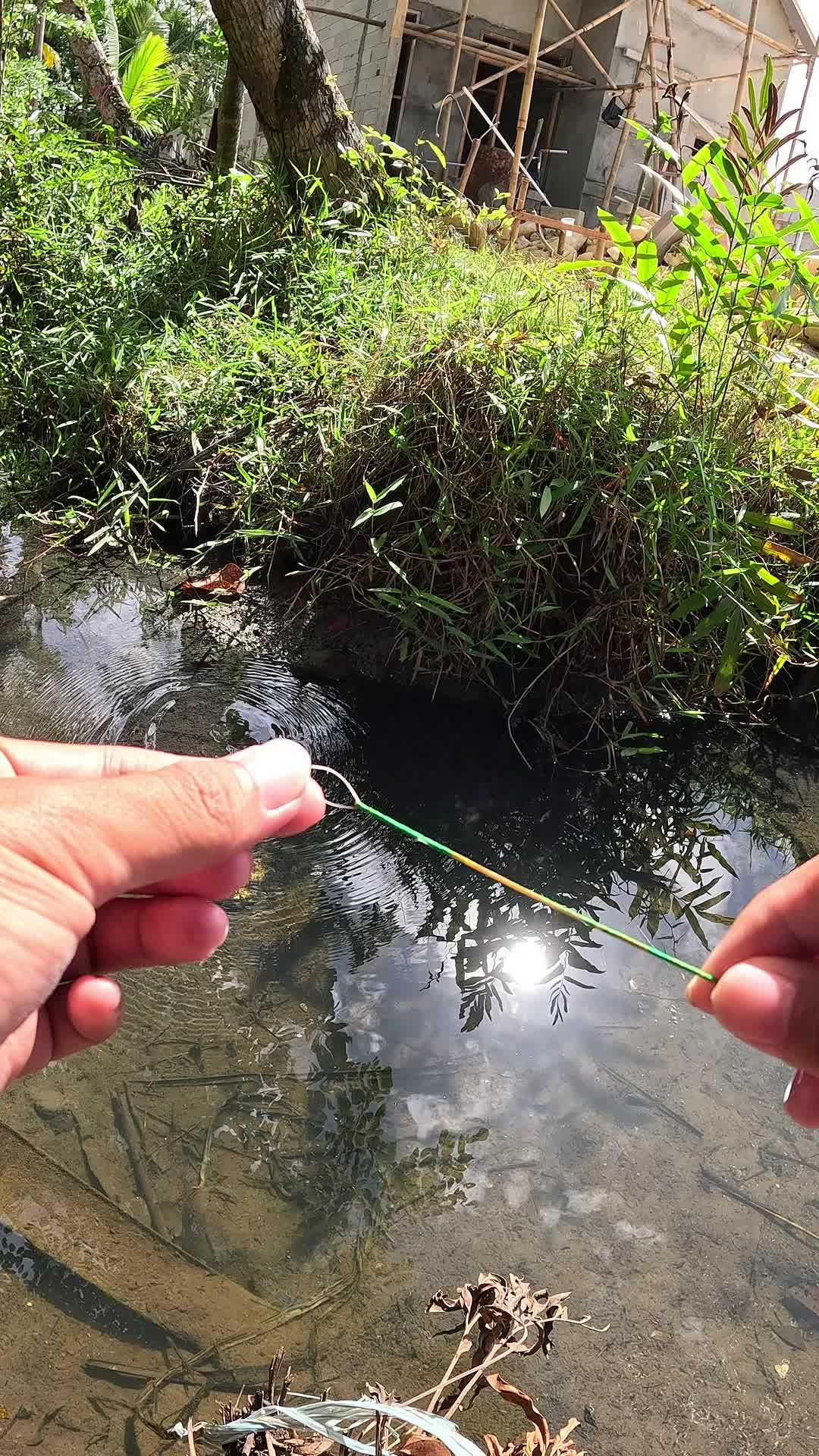 menangkap udang super cepat 