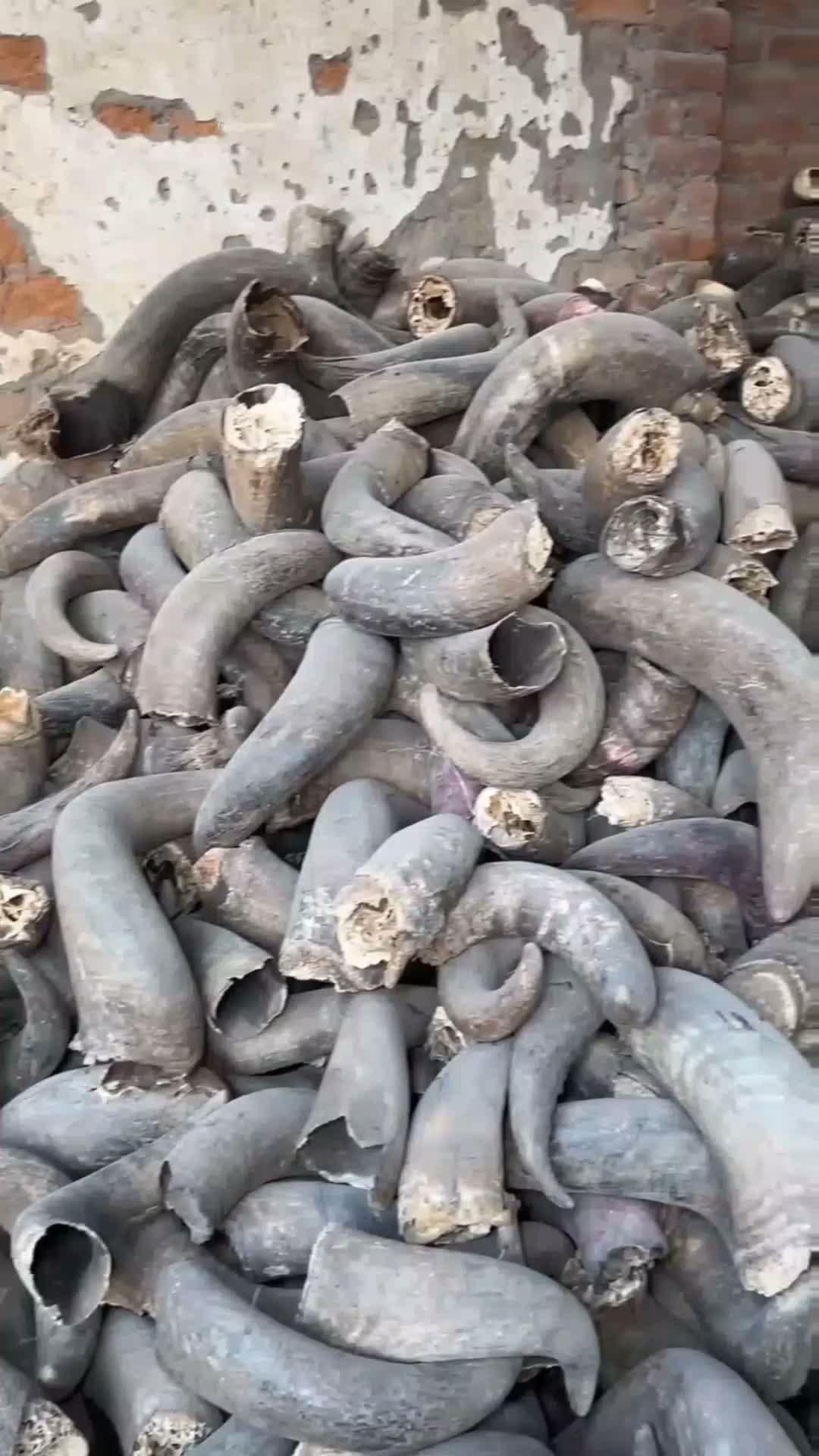 Bukan Sekadar Limbah! Tanduk Hewan Jadi Cangkir Keren