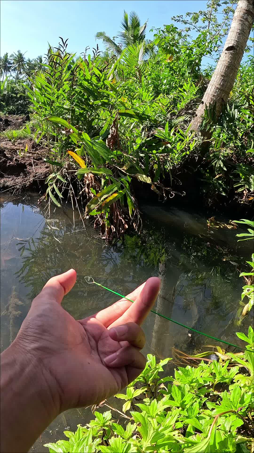 cara super cepat menangkap udang