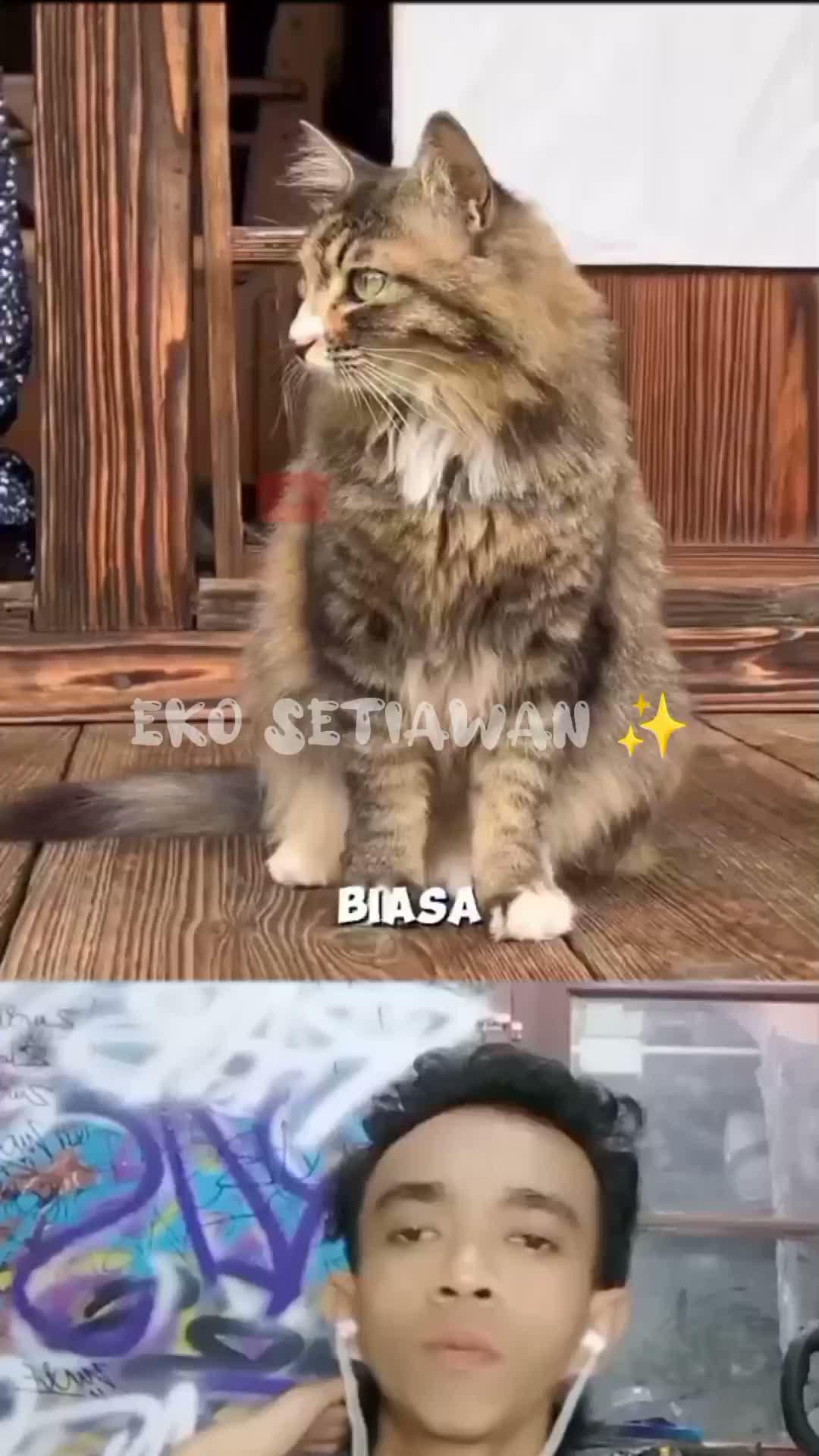 seekor kucing ini benar benar merubah hidup sang nenek 🥰😍