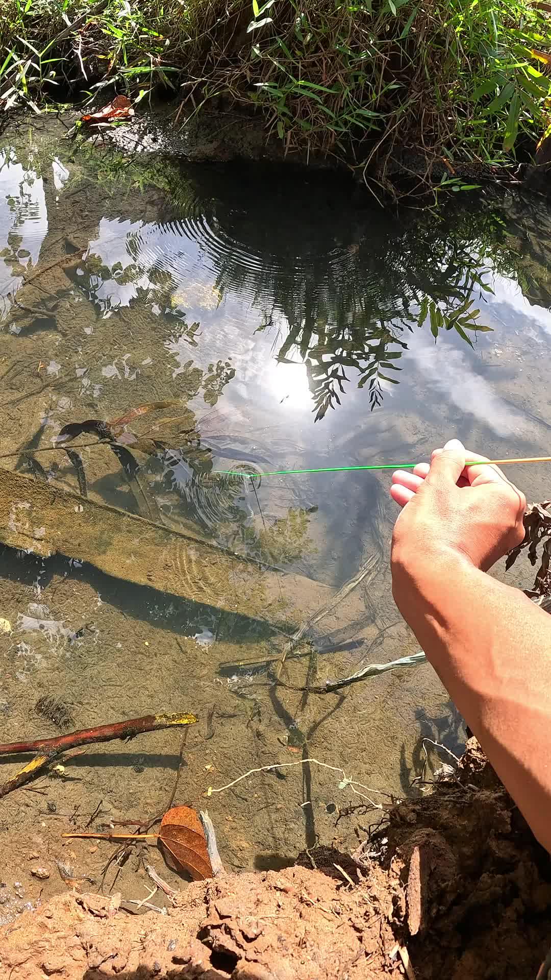 menangkap udang dengan cepat dan mudah