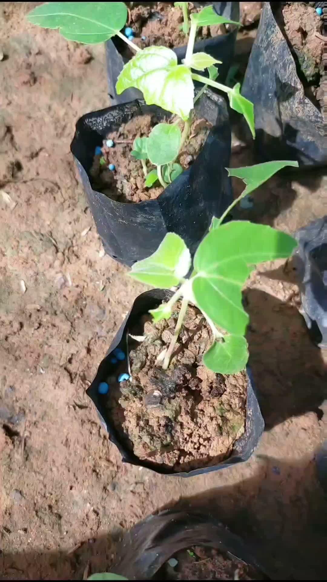 pemupukan jangan terlalu dekat dengan batang balsa ya 