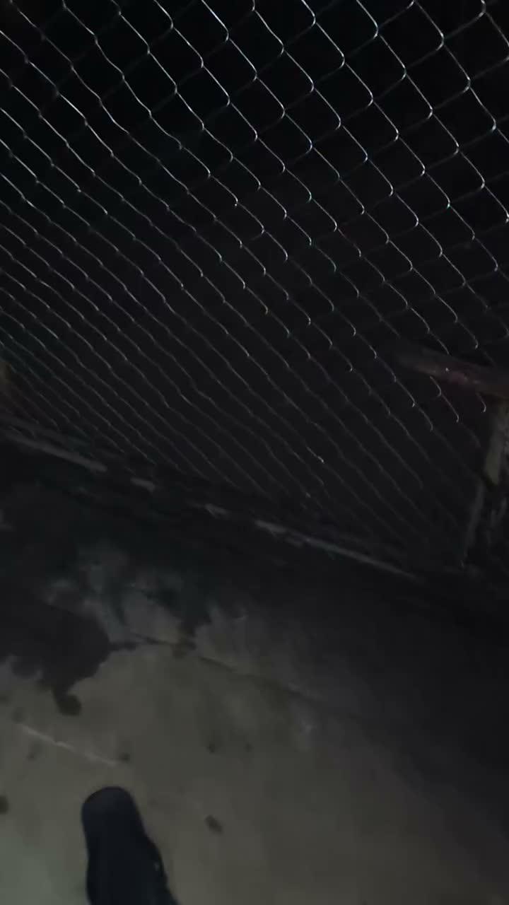 Safari Kandang Gratissss #peternakmuda #menthokjumbo #muscovyduck