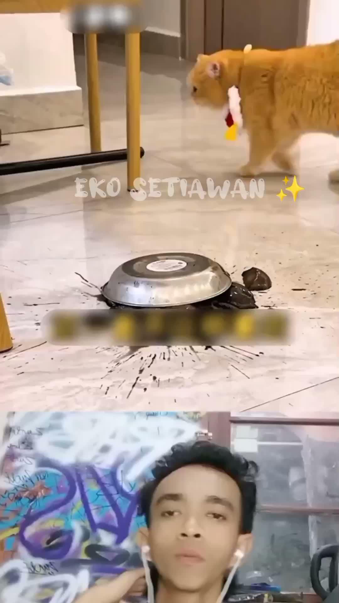 kucing ini bisa mendeteksi bahaya 😍😍😍😍😍