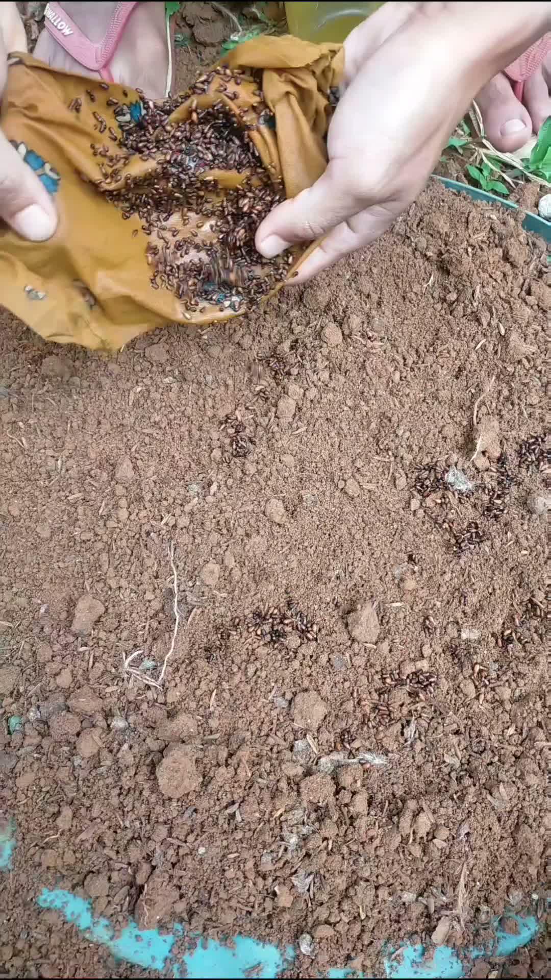 penyemaian biji balsa