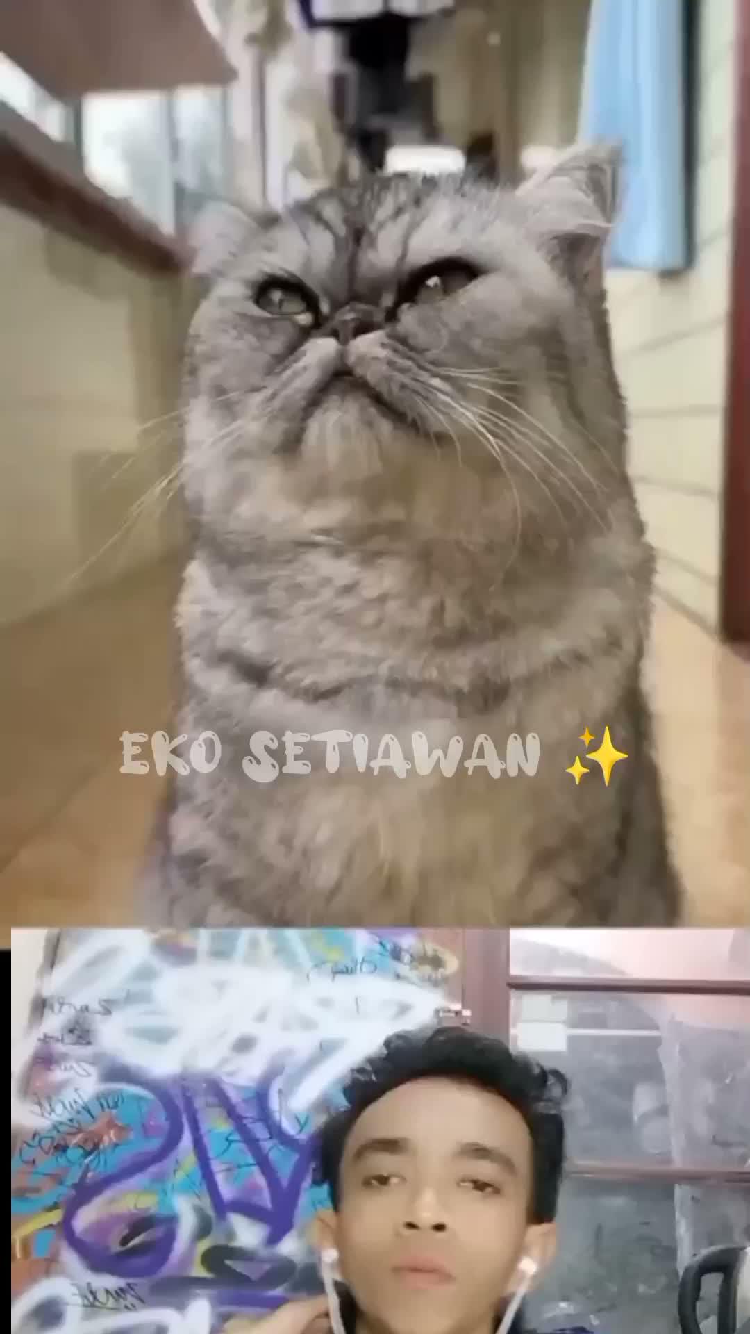 kucing ini menggunakan kalung magnet?? ending nya malah mendapatkan pasangan ?