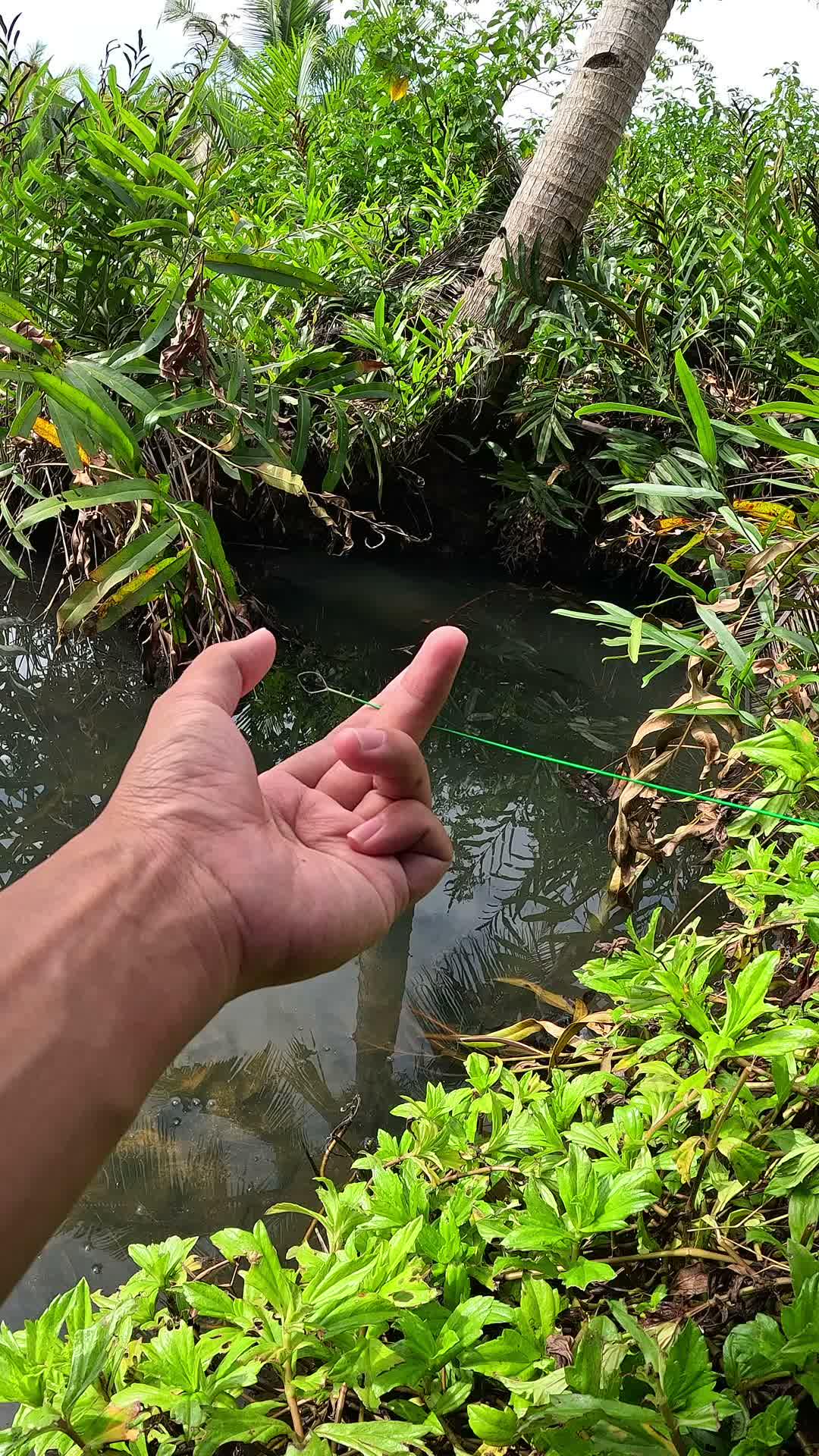 free shrimp every day #fishing #traditional #usa #usareels #UnitedStates #unitedkingdom #denmark #canada