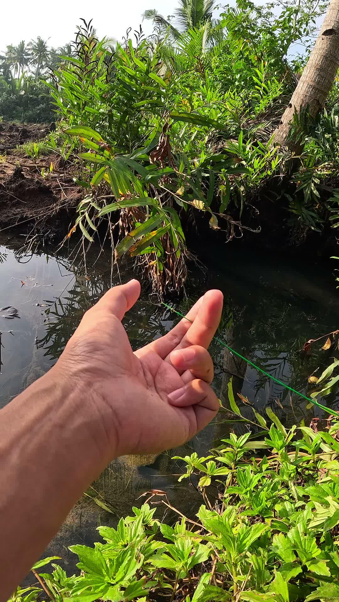 ada banyak udang disini