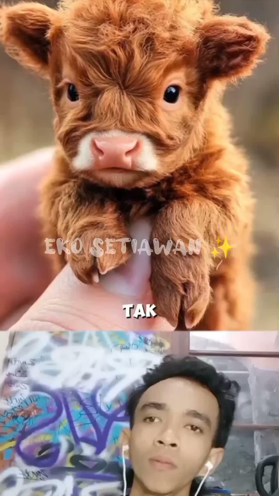 pria ini berhasil merawat anak sapi yang lucu hingga besar dewasa yang ia temukan di hutan 😍