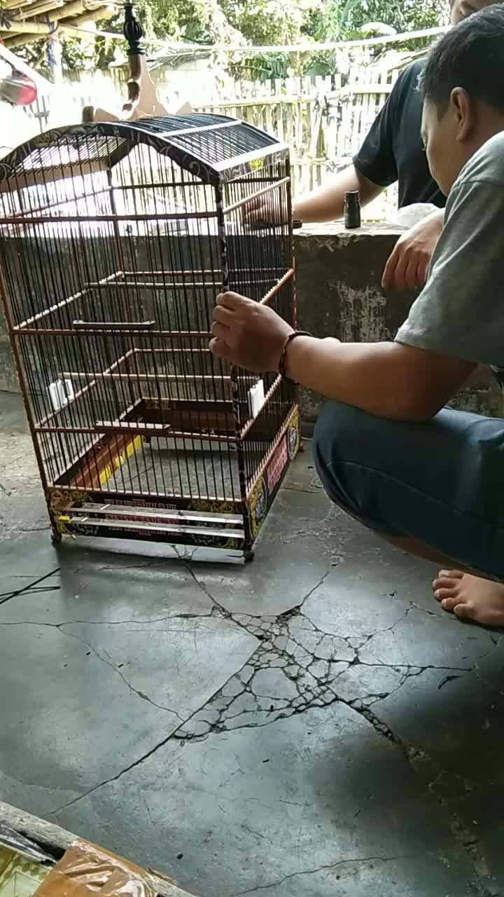 chat kandang burung  #short  #HOTrctiplus  #RCTIPlus 