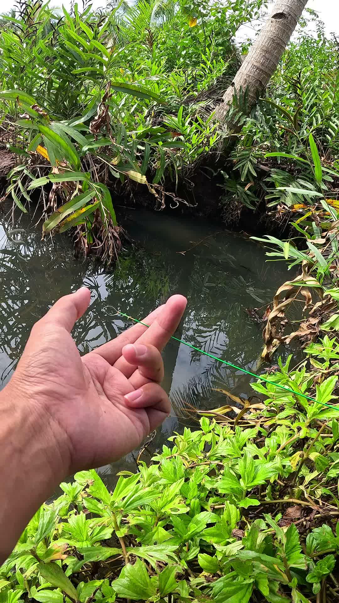 quick technique for catching shrimp #fishing #traditional #usa #usareels #UnitedStates #unitedkingdom #denmark #canada