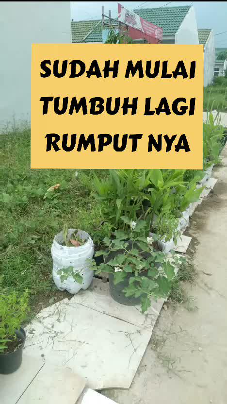panjang panjang rumputnya.
#RCTIPlus #HOTrctiplus #dirumahaja #fyp #fypシ #fypシ゚viral 