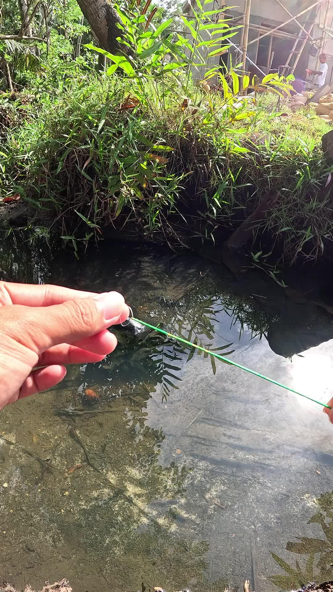 Catching shrimp is easy #fishing #traditional #usa #usareels #UnitedStates #unitedkingdom #denmark #canada