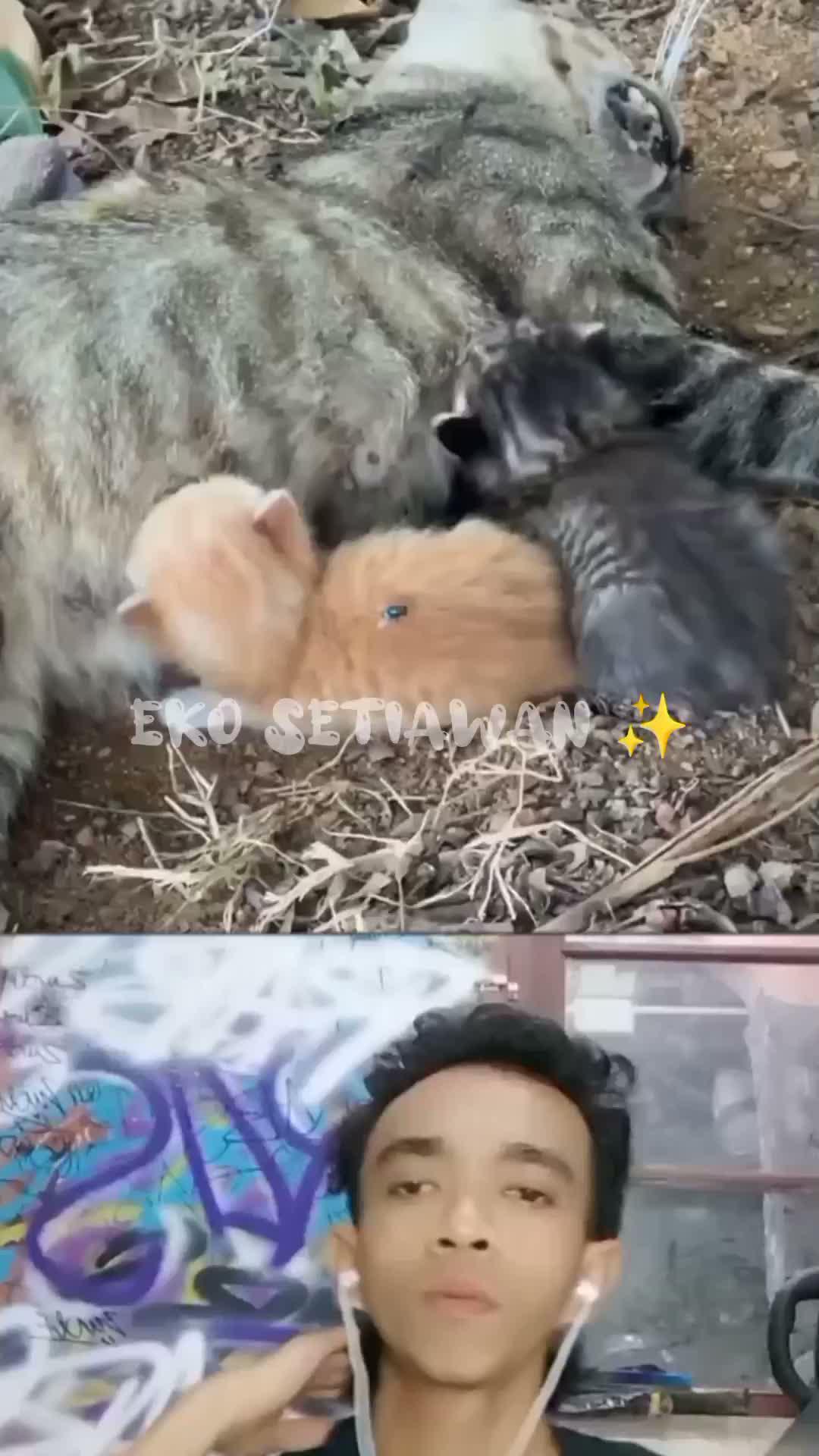 anak anak kucing ini tetap menyusu, padahal ibunya sudah mati atau meninggal 🥺