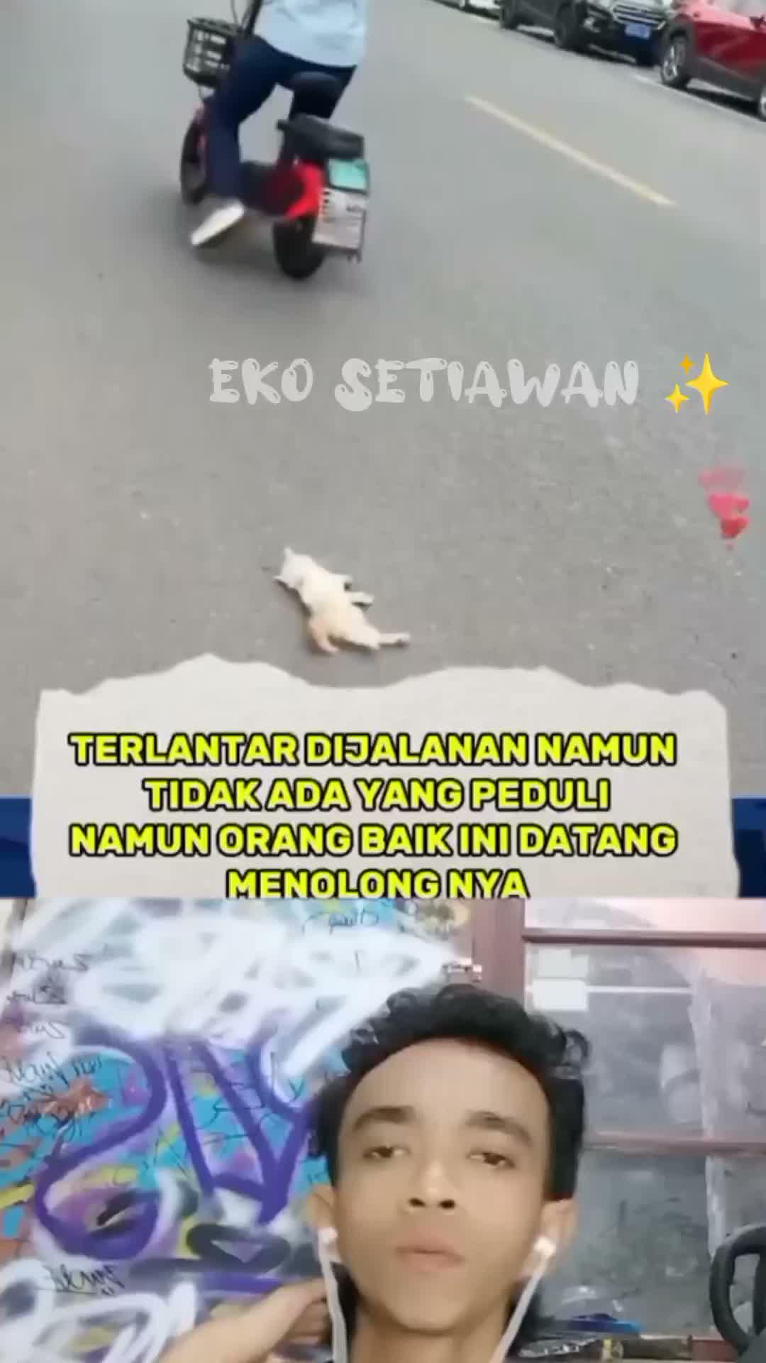 wanita ini melihat seekor anak kucing terlantar dijalanan tidak ada yang peduli ?