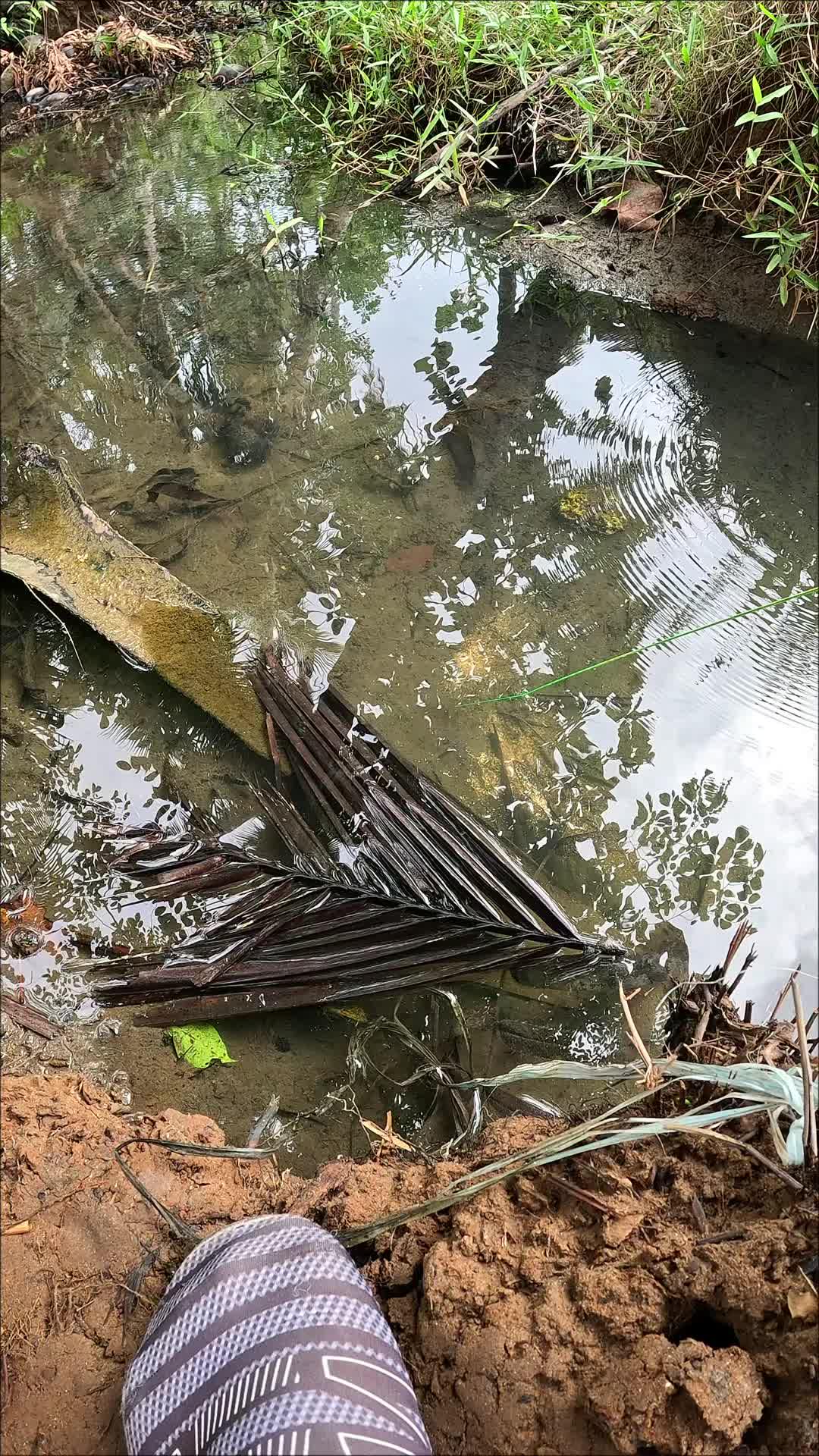 cara menangkap udang dengan cepat dan mudah #fishing #traditional #usa #usareels #UnitedStates #unitedkingdom #denmark #canada