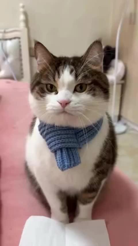 minummm

#HOTrctiplus #shortplus #kucingoyen #duniakucing