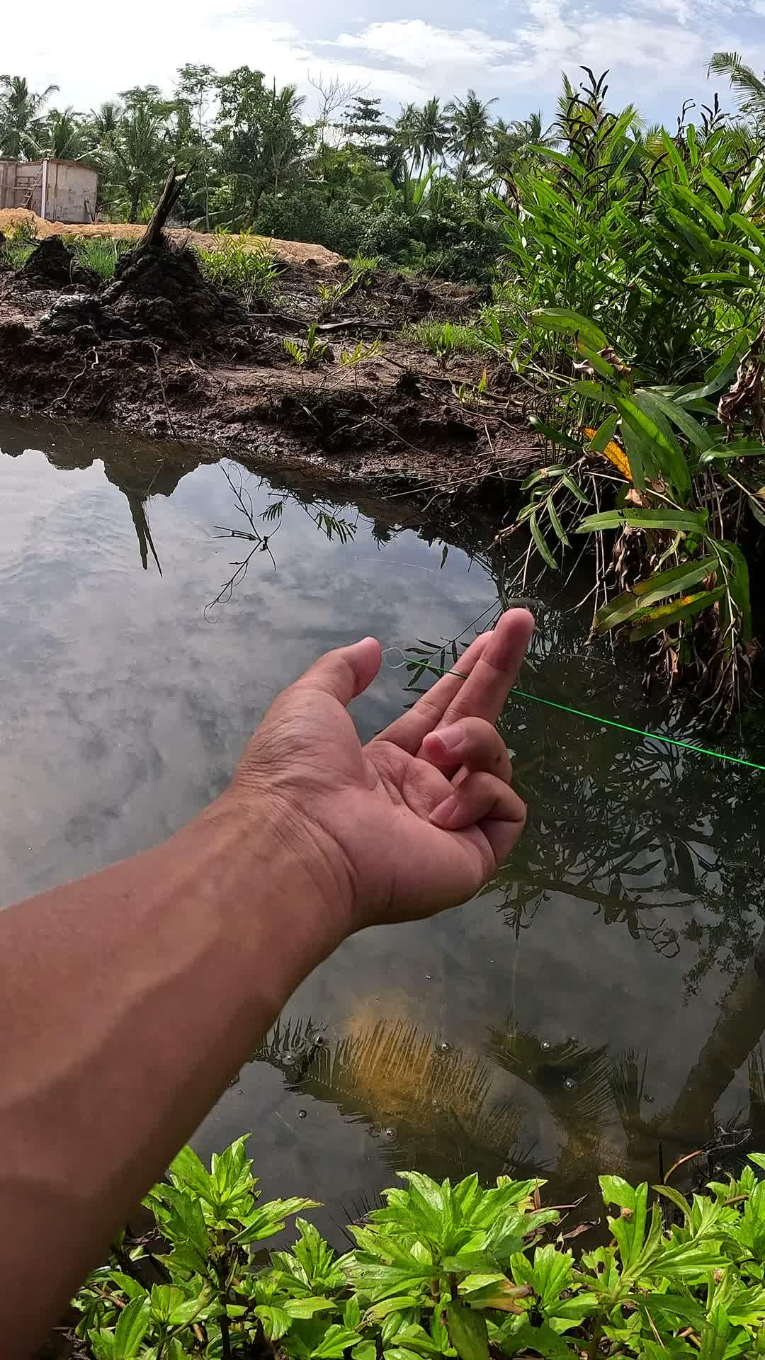 easy tricks to catch shrimp #fishing #traditional #usa #usareels #UnitedStates #unitedkingdom #denmark #canada
