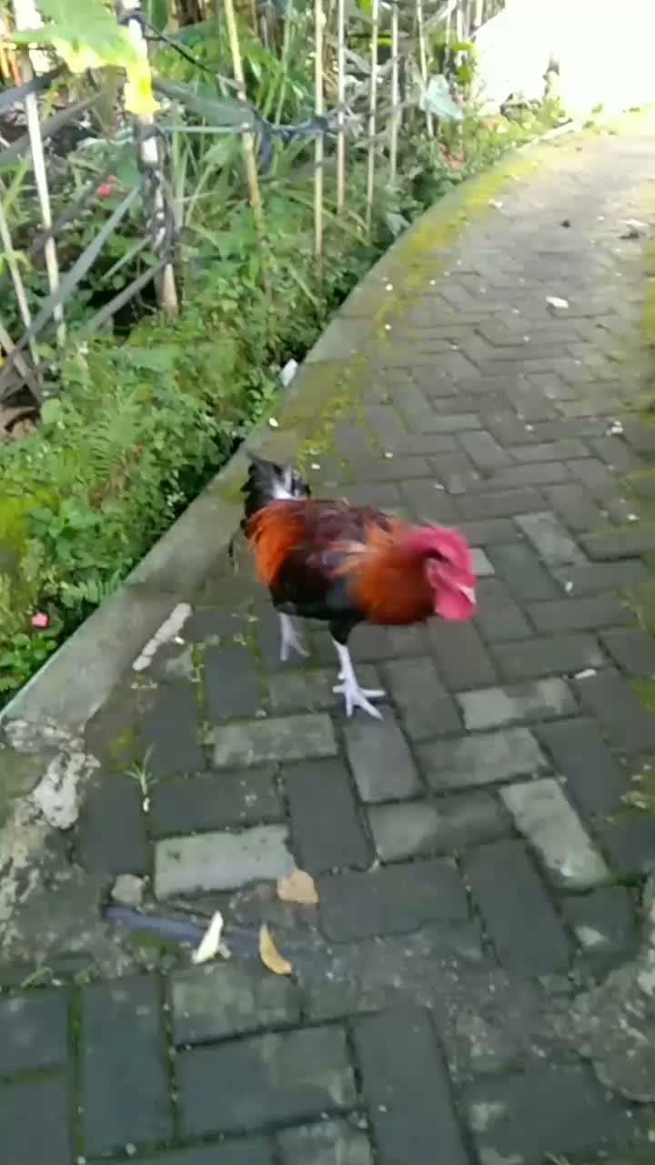 pulang sendiri dia  #short  #HOTrctiplus  #RCTIPlus 