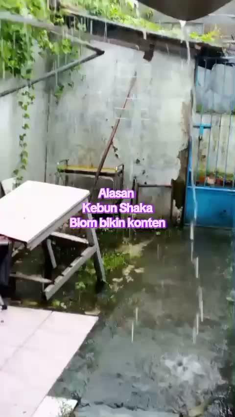 musim hujan harus jaga kesehatan  #hujan  #musimhujan  #kebunshaka 