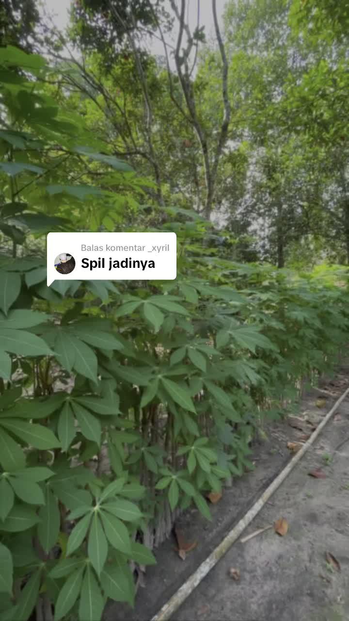 Pagar dari batang pohon gumbili