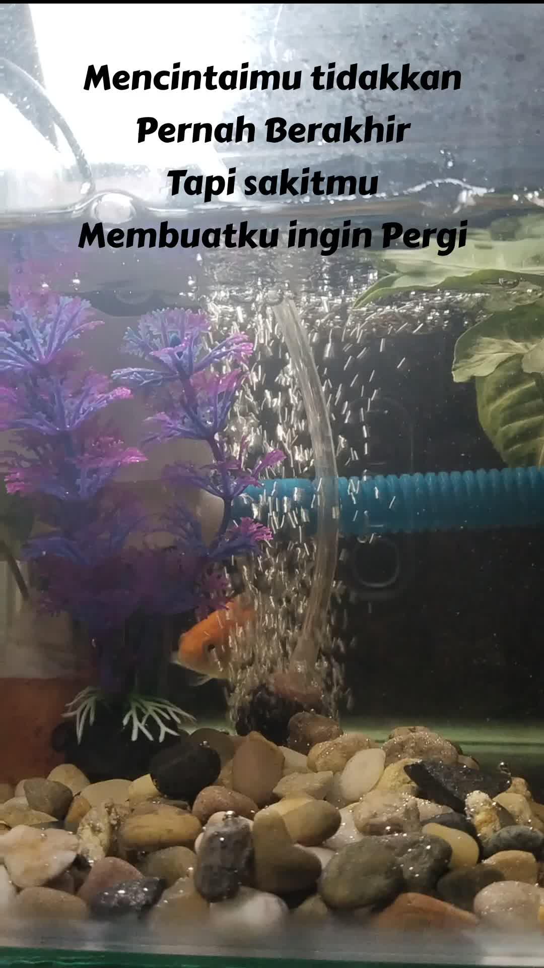 Ikan Golwfis hobby baru
 #Ikanglowfis
 #Hobbyikan
