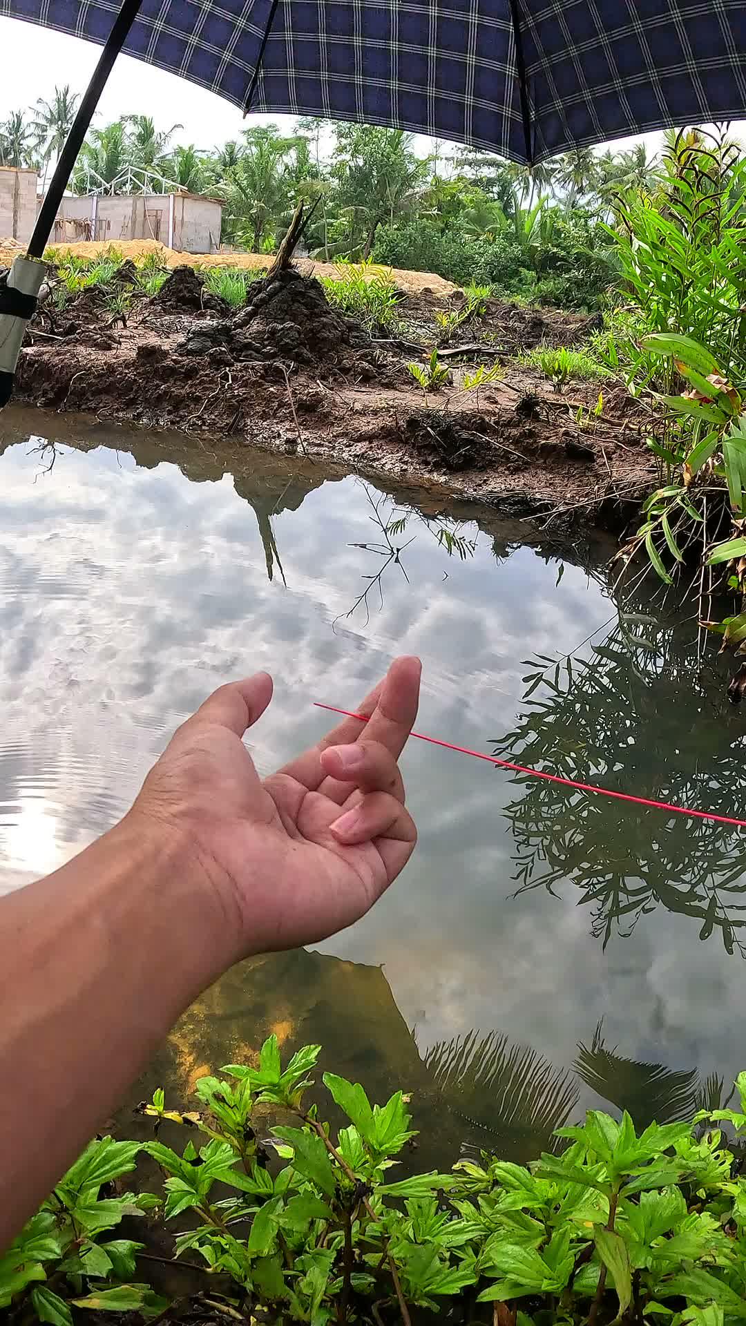 menangkap banyak udang sungai