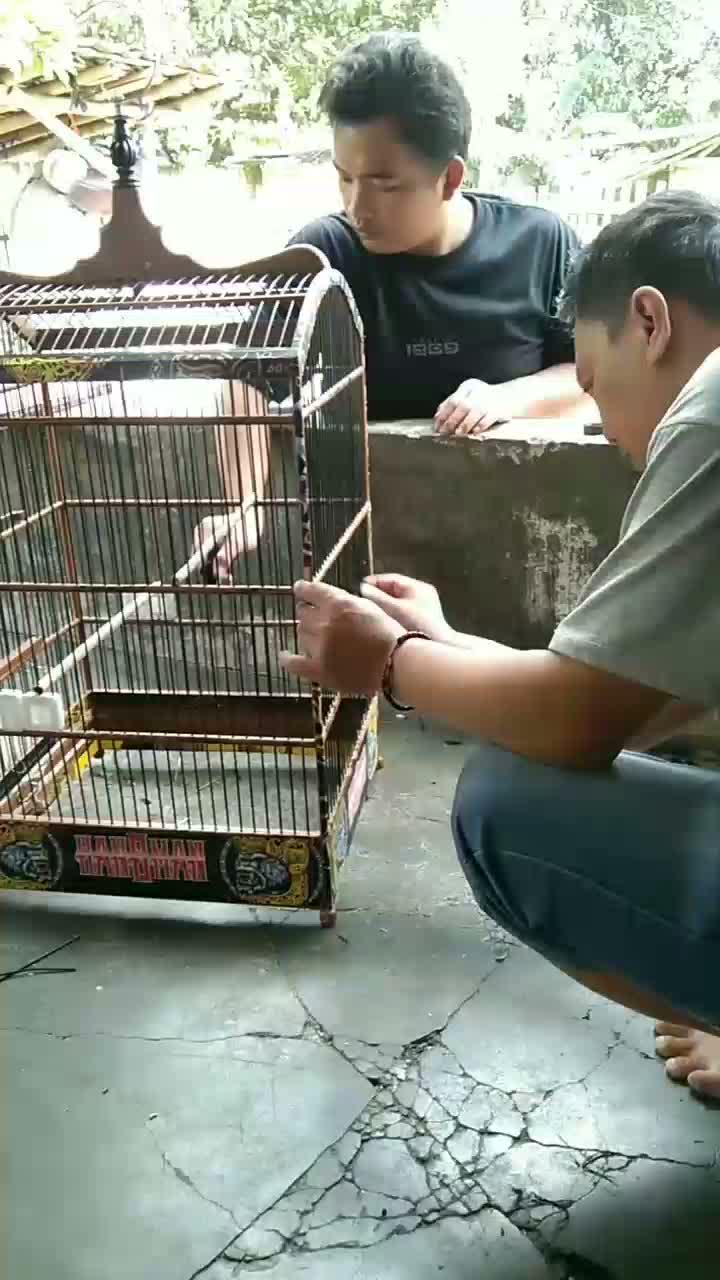 kerjasama  #short  #HOTrctiplus  #RCTIPlus  #fyp 