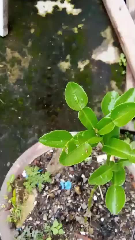 pestisida nabati dari yieldmore #pestisidanabati #rekomendasipestisidanabati #berkebundarihalaman  