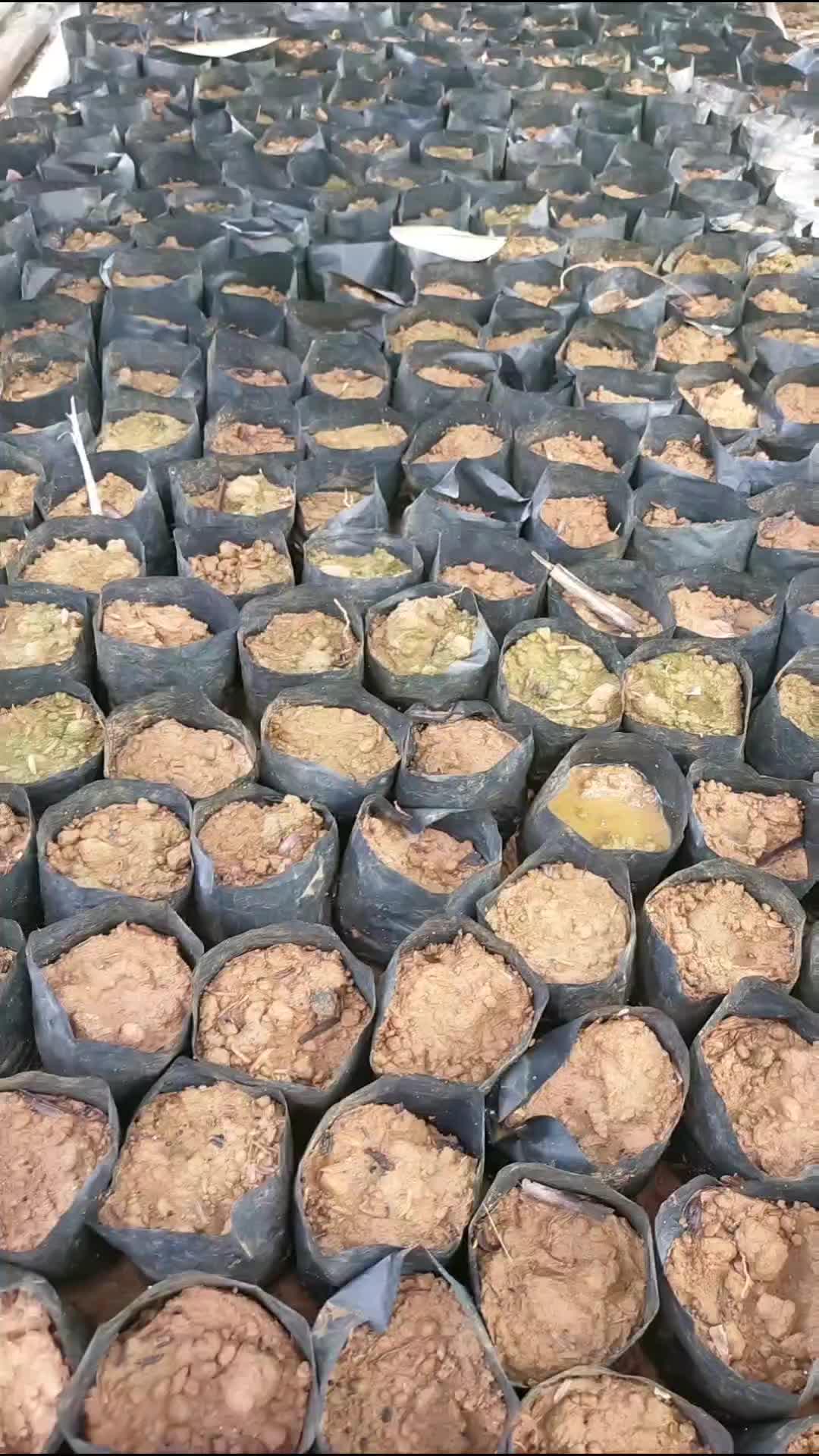 siap tanam biji balsa