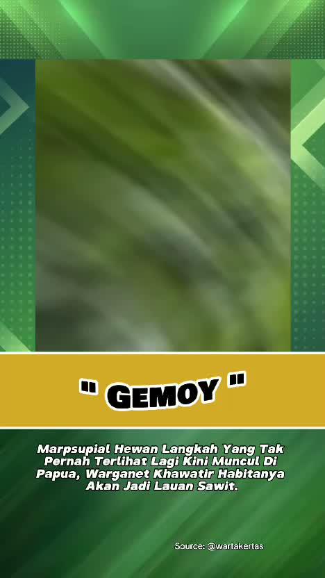 Marpsupial Hewan Langkah Yang Tak Pernah Terlihat Lagi Kini Muncul Di Papua,  #hewanlangka  #PAPUA  #videoviral  #RCTIPlus 