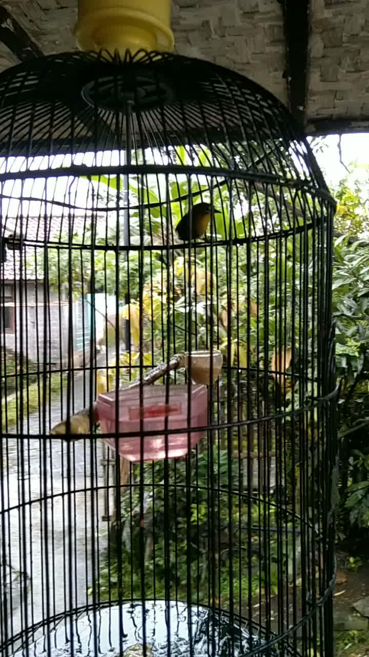  #short  #HOTrctiplus  #RCTIPlus  #fyp 