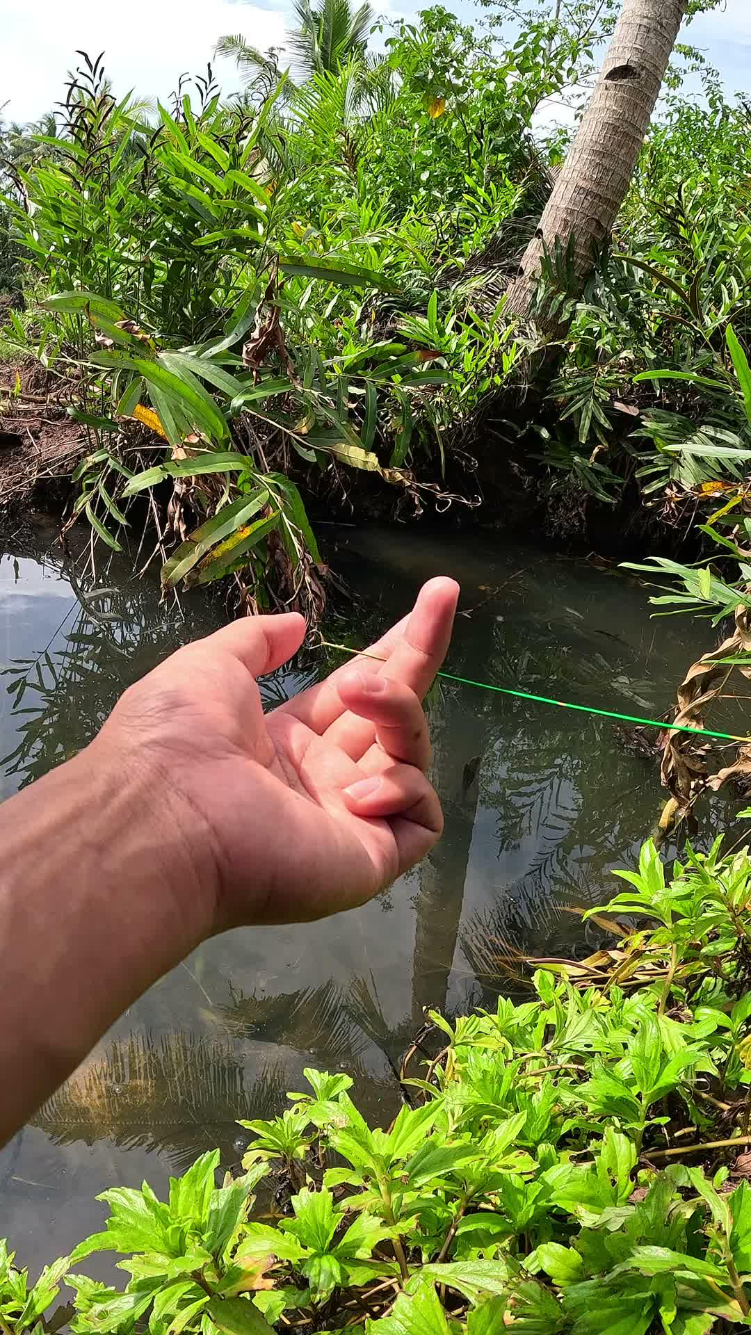 menangkap udang sungai dengan mudah