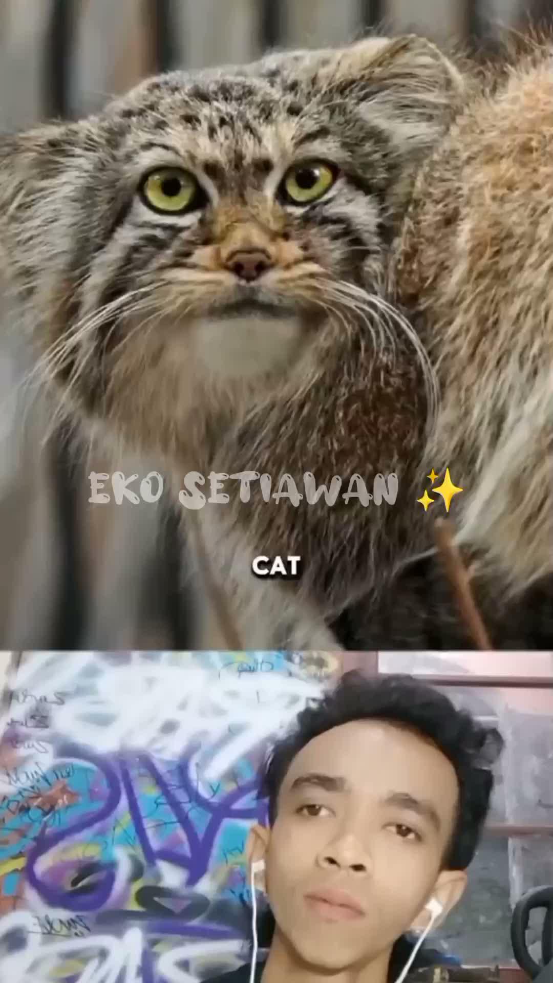 kucing stecu yang hidupnya berada di kutub Utara dia sangat tebal bulunya 😍