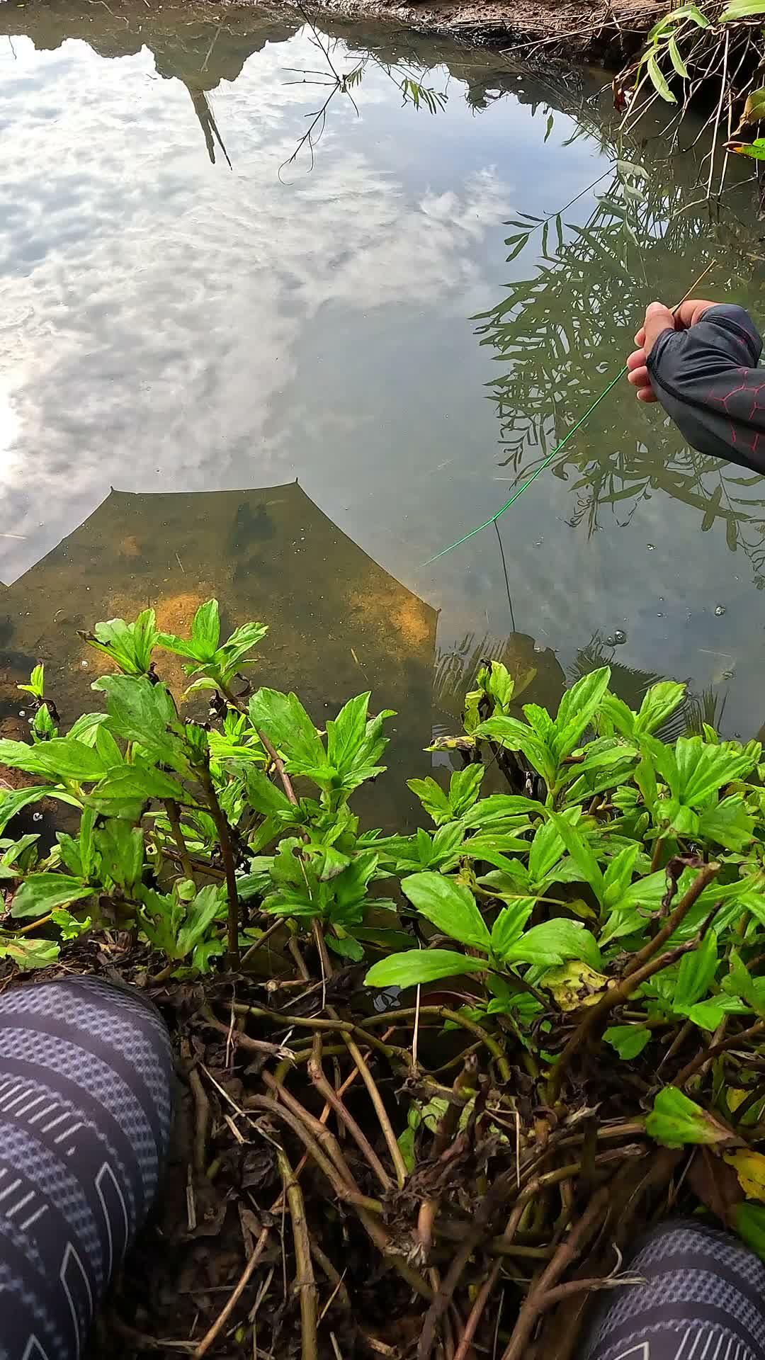 menemukan sarang udang sungai
