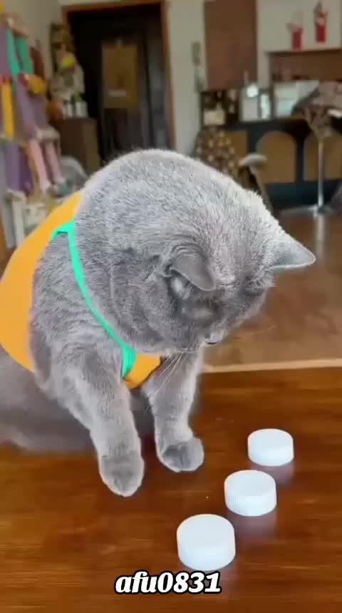 mata saringan

#HOTrctiplus #shortplus #kucingoyen #duniakucing