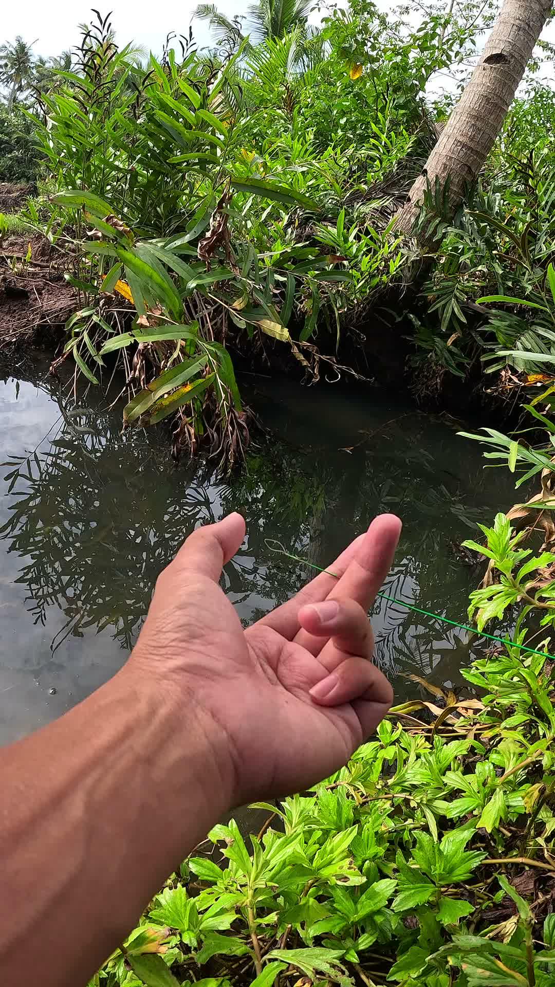 cara menangkap udang yang unik