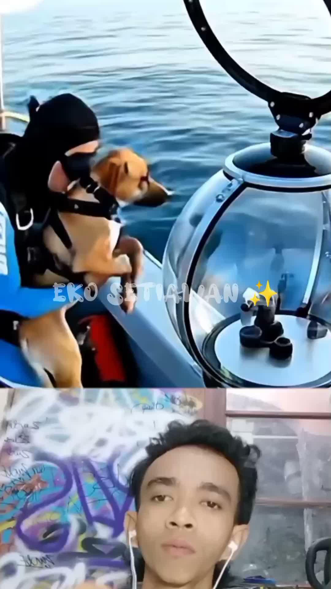 anjing ini masuk ke dalam kapsul kaca agar bisa melihat keindahan di bawah laut 🥰🥰🥰🥰